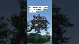 Nazim Hikmet Pirayeye Mektuplar Ahmet Melih Şfetol Şfetbeniöneçıkar Imhikmetran