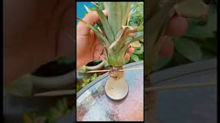 طريقة زراعة الأناناس /Pineapple planting method