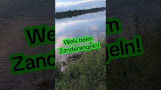 Wels gefangen! Wels beim Zanderangeln!