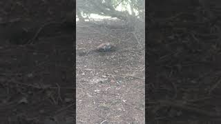 Celebrity Sparrow Hawk VS Crow Net Worth