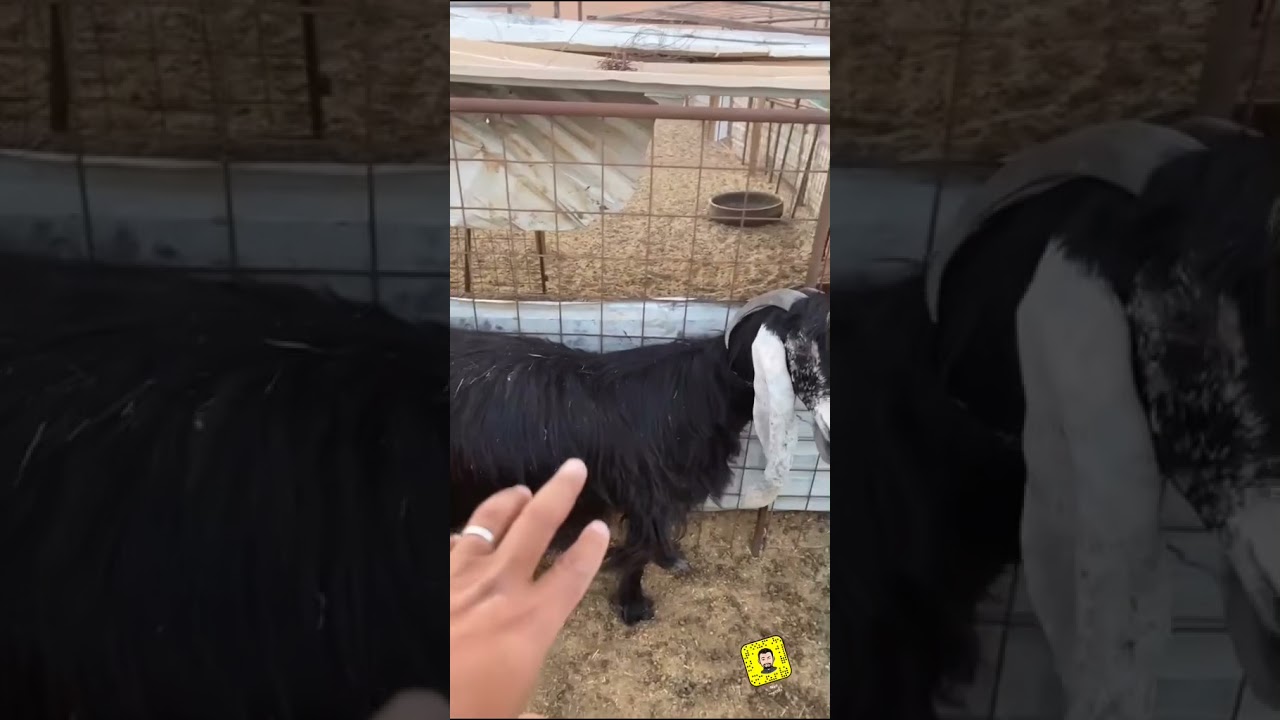 علامات قريب ولادة ماعز وابرزها