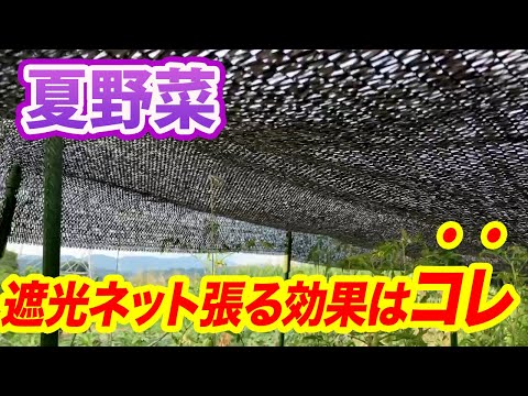 【夏野菜】遮光ネットがあるだけでこんなに違います! 暑さ対策と環境整備 hqdefault