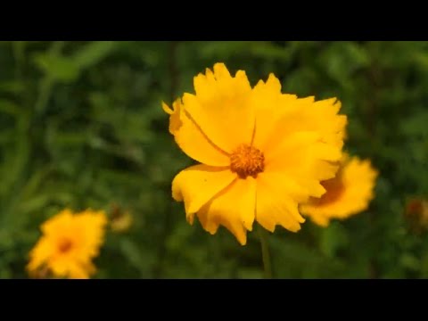 Video: Deep Mulch Gardening Info: Yuav Ua Li Cas Ua Vaj Nrog Deep Mulch Methods
