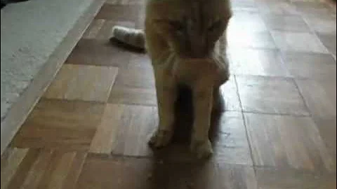 R.I.P., Tigger