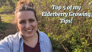 5 Elderberry Growing Tips I Wish I Knew Sooner (After 7 Years!) 🌱