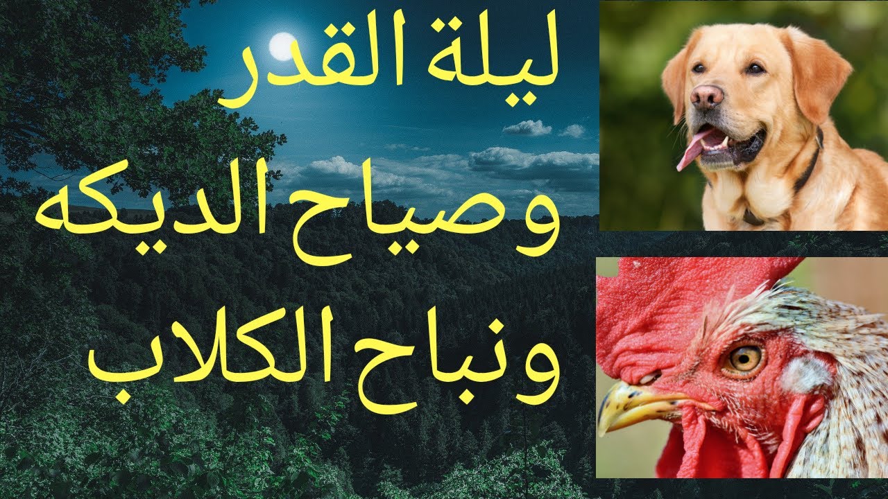 هل من علامات ليلة القدر أنه يكثر فيها صياح الديكه ويقل نباح الكلاب ولا يسمع فيها نهيق حمار - YouTube