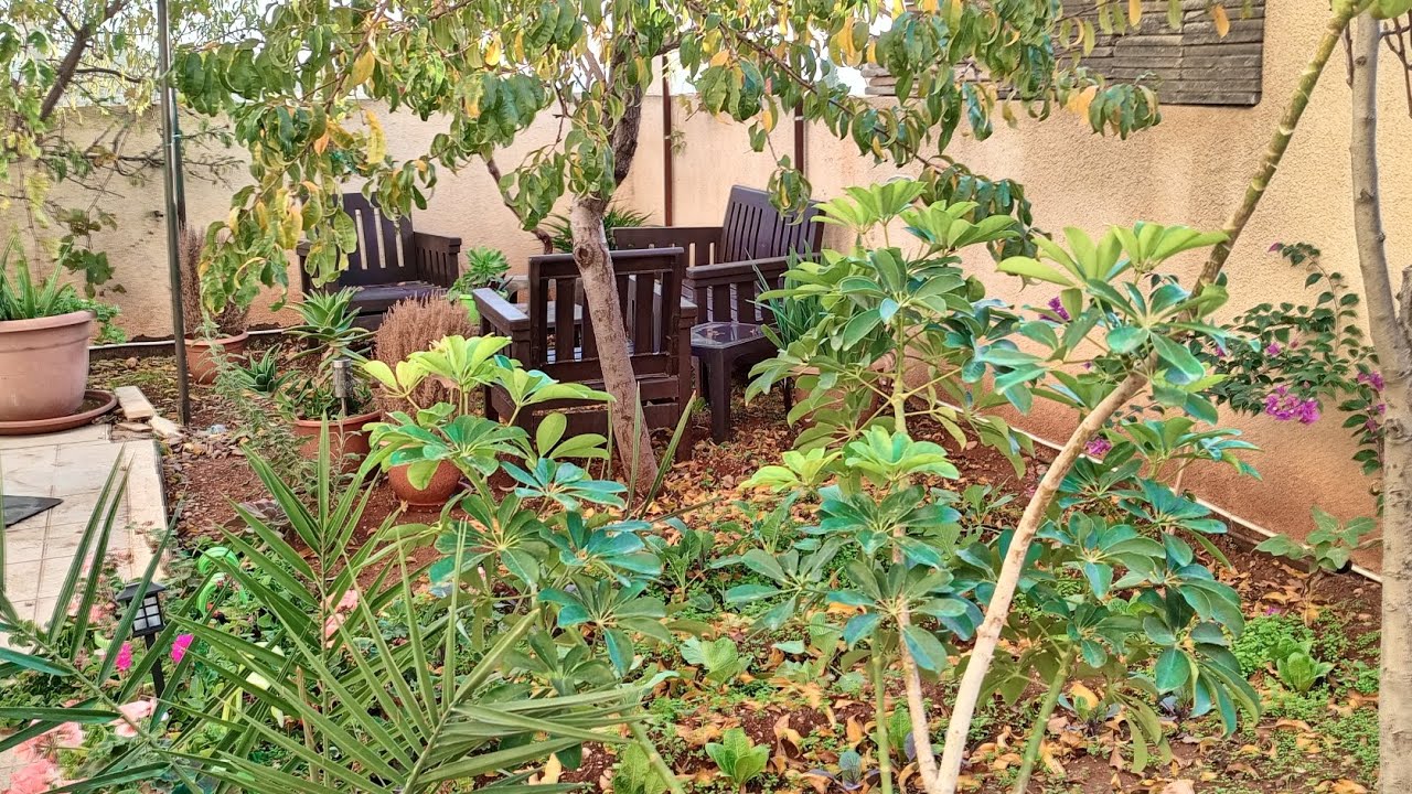 جولة في حديقتي 🏞️المنزلية مع أفكار 🌾لتنسيق الحديقة🌿