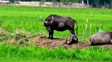 Hình ảnh tản mạn về cuộc sống vùng núi & vùng đồng bằng thuộc xã Cô Tô, Tri Tôn, An Giang 04/06/2020