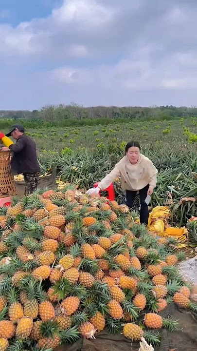 This is how pineapple is cultivated in China or Japan. Professional cultivation of pineapple.