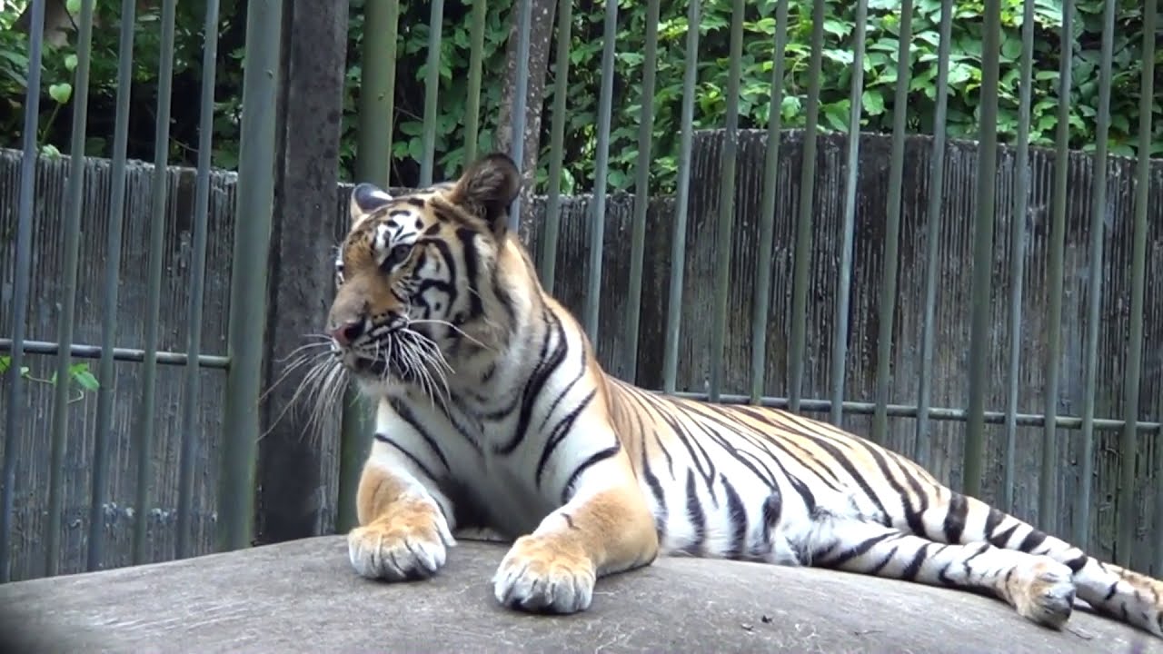 Посещение Зоопарка на Пхукете - Пхукет Зоо (Phuket Zoo) Тайланд 2013