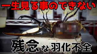 閲覧注意…一生見たくない【羽化不全】ヘラクレスオオカブトの掘り出しで悲惨な現実を叩き付けられた…