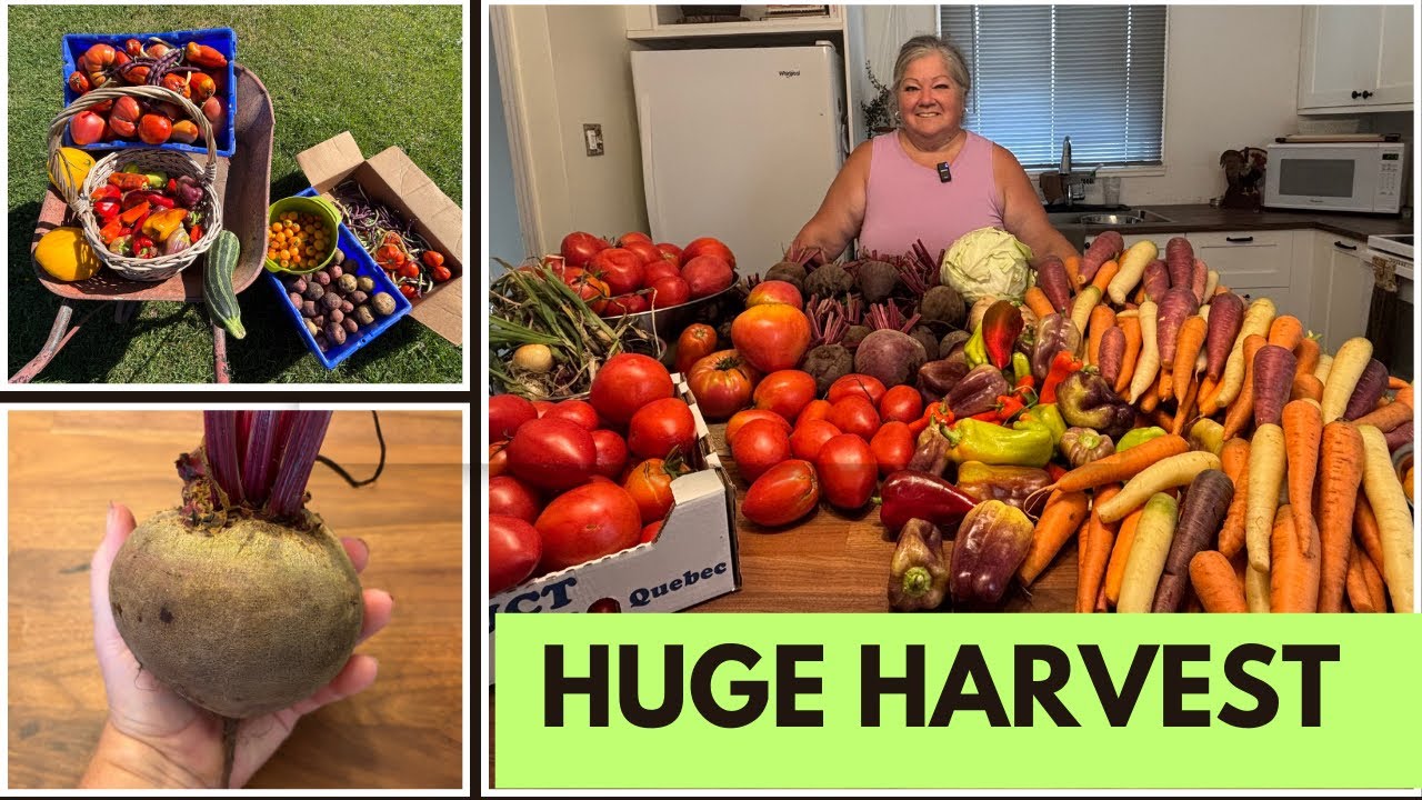 Two Days, One Garden: The Epic Harvest!