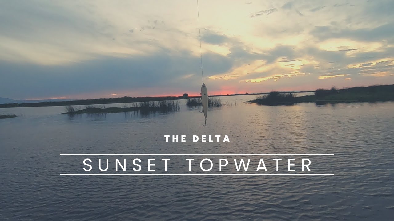 CA Delta Bass Fishing… Sunset Topwater bite! 2nd week of July