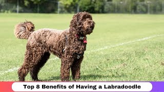 Top 8 Benefits of Having a Labradoodle