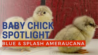 Blue and Splash Ameraucana Baby Chicks Hatching at Cackle Hatchery