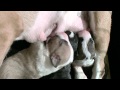 puppies　2012.6.6