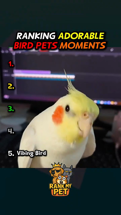 Cutest Bird Pets Ranked! 🐦 #1 Is Too Wholesome to Handle #FunnyBirds #PetBirdMoments #BirdTok