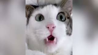 Funny Moment Cats And Dogs  Funniest Animal  2023   Cad 8