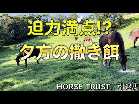 代謝性馬の給餌 低NSC飼料と干し草の選び方