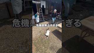 心配になるくらい危機感なさすぎる #猫 #ハチワレ #家猫 #shorts