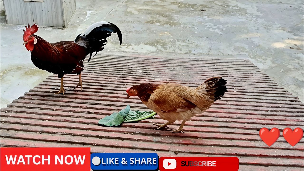 //Настоящие большие деревенские куры едят листья цветной капусты//