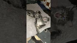 Kitten playtime #kitties #cutekittens #playfulkitten