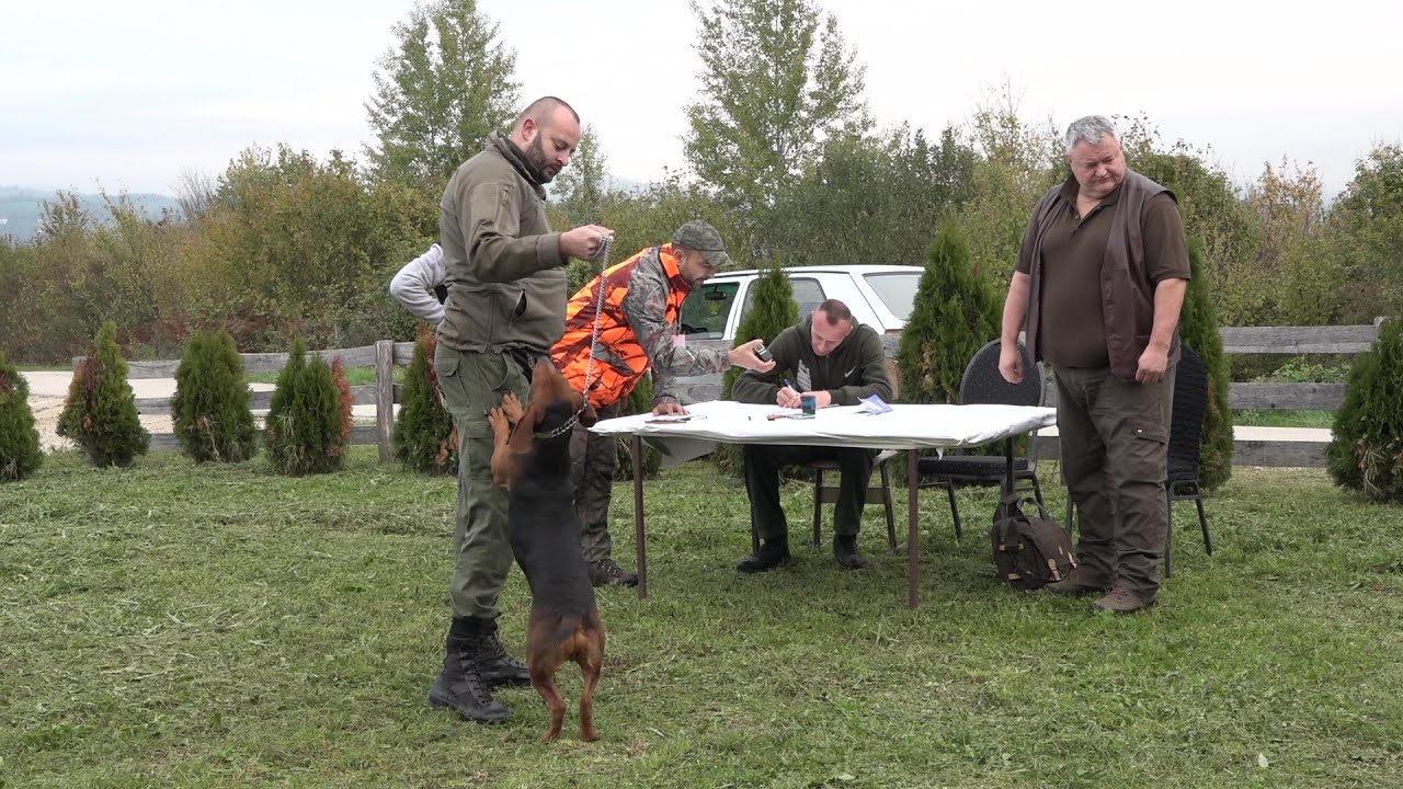 Polaganje ispita urođenih osobina pasa glasnog gona u lovu na divlju svinju