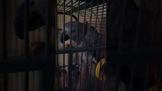 Miss Ebony the African grey parrot eating her morning cashew