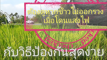 วิธีแก้ข้าวไม่ออกรวงเมื่อโดนแสงไฟจากข้างถนน