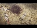 Attack on Titan S4E1 2