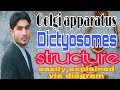 golgi apparatus structure |how golgi apparatus works| Golgi apparatus Kia hota hai