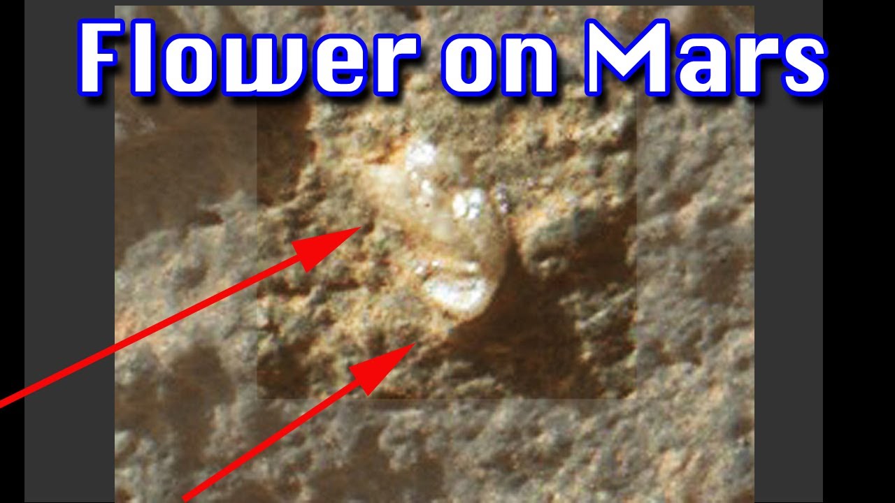 Martian Flower Growing on Mars Spotted by NASA Curiosity Rover YouTube