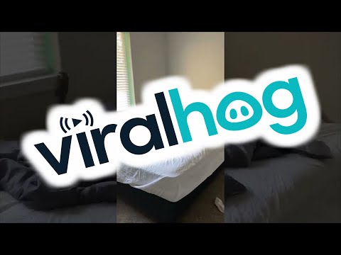 Kitty Chases Invasive Squirrel Around Bedroom || ViralHog