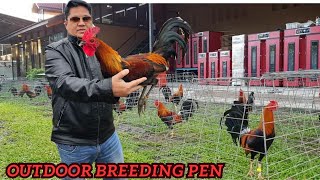 Doyet Lapido Farm Philippines  Beautiful Outdoor Breeding Pen Feeding Time