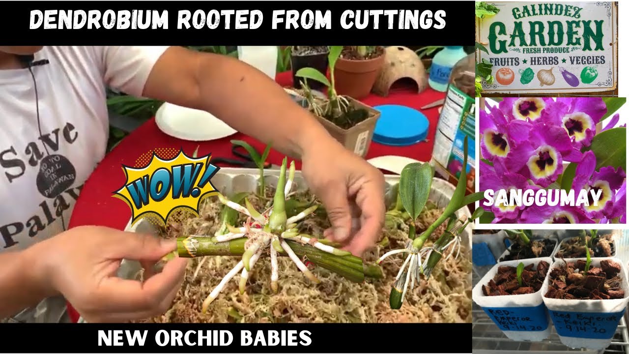 Orchid Ep 2: Amazing! Dendrobium Orchid Rooted from Cuttings!|Galindez Garden & Adventures