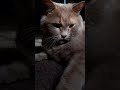 The Hardest Thing In Boxing Catmichelle Cat Humor Mood Joke Statham Funnycats Boxing The Hardest Thing In Boxing Catmichelle Cat Humor Mood Joke Statham Funnycats Boxing