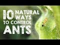 10 Natural Ways to Get Rid of Ants