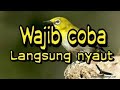 Masteran Kecial Kuning Lombok Terbukti Ampuh Mp3 - Mp4 Download