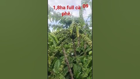 1,8 ha full cà phê. giá 2tỷ 350. Toạ lạc tại Eahleo Đăk Lăk. ☎️0984486760. #muabandatgiare .
