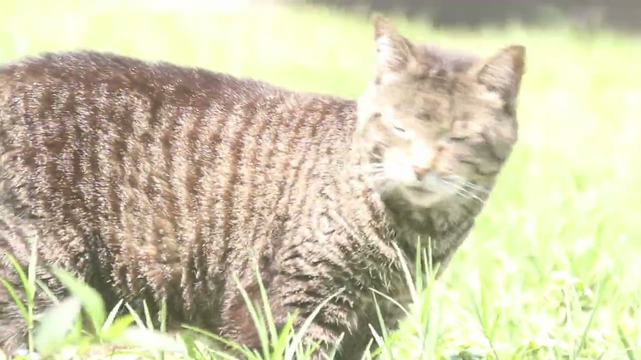Test Footage Blur Copy 3