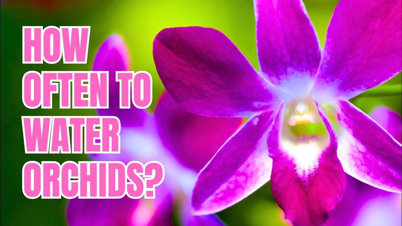 How Often to Water Orchids for Healthy, Thriving Blooms - YouTube
