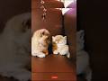 Cute Baby Cat Kitten Videos Shortsfeed Shorts Cute Baby Cat Kitten Videos Shortsfeed Shorts