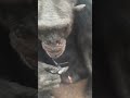 猩猩的进化只略比人类慢一拍啊 猩猩 动物成精 猩猩的进化只略比人类慢一拍啊 猩猩 动物成精