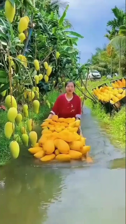 teknik modern dengan mangga 🥭 bertani | mangga 🥭 bercocok tanam #mango_fruit #mango #ytshort #shorts