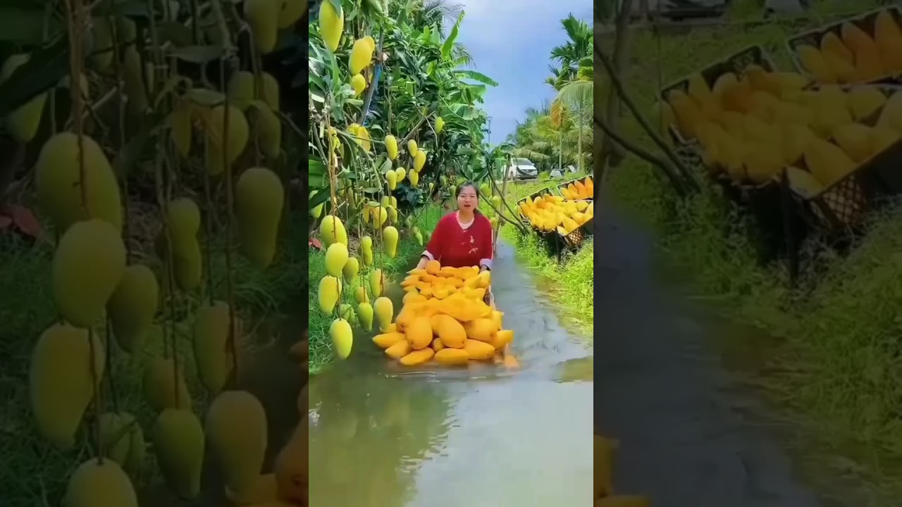 Growing MANGO Tree From Seed - ONE YEAR Time Lapse