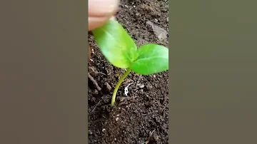Dodi Jivanti Plants Ki Bel 