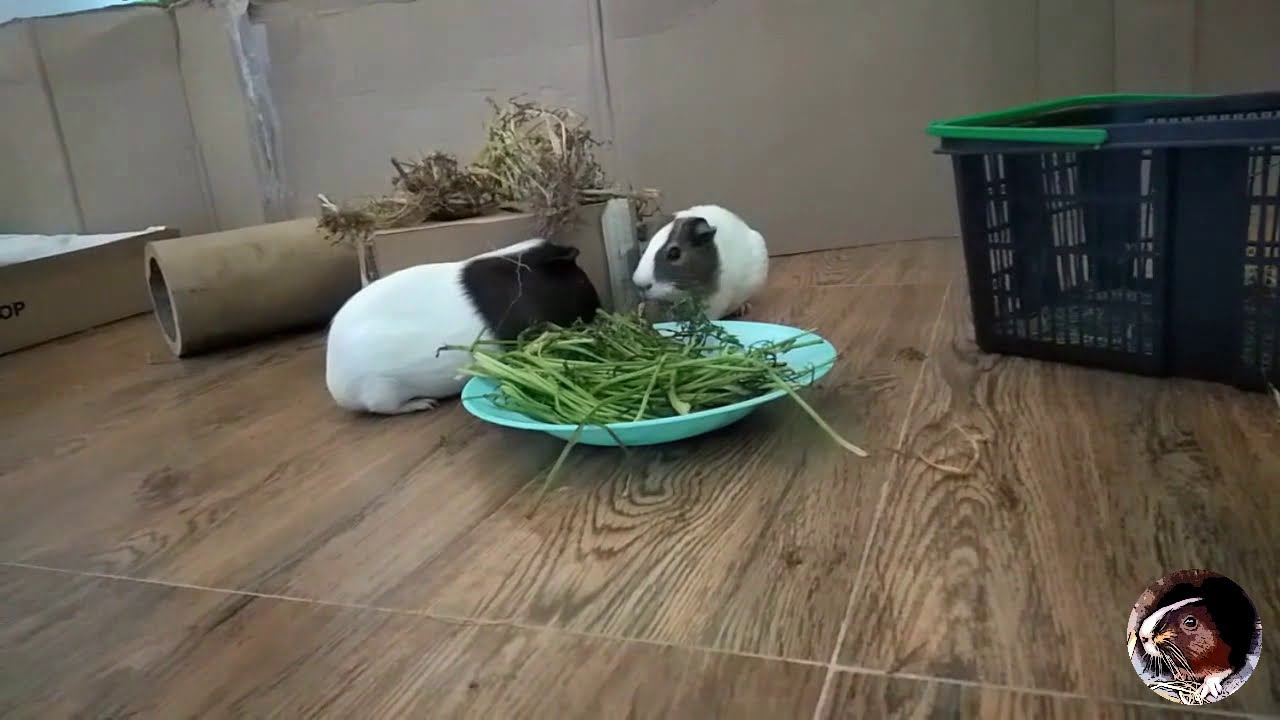 Carrots tops for baby guinea pigs part 2 YouTube