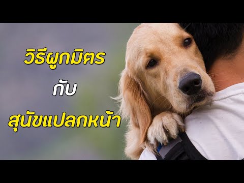 วีดีโอ: จะผูกมิตรกับสุนัขได้อย่างไร?