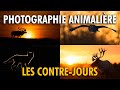 Comment russir des contrejours en photographie animalire