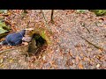 Crazy 220 foot hole in the woods